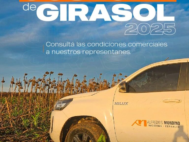 Cosecha de Girasol 2025